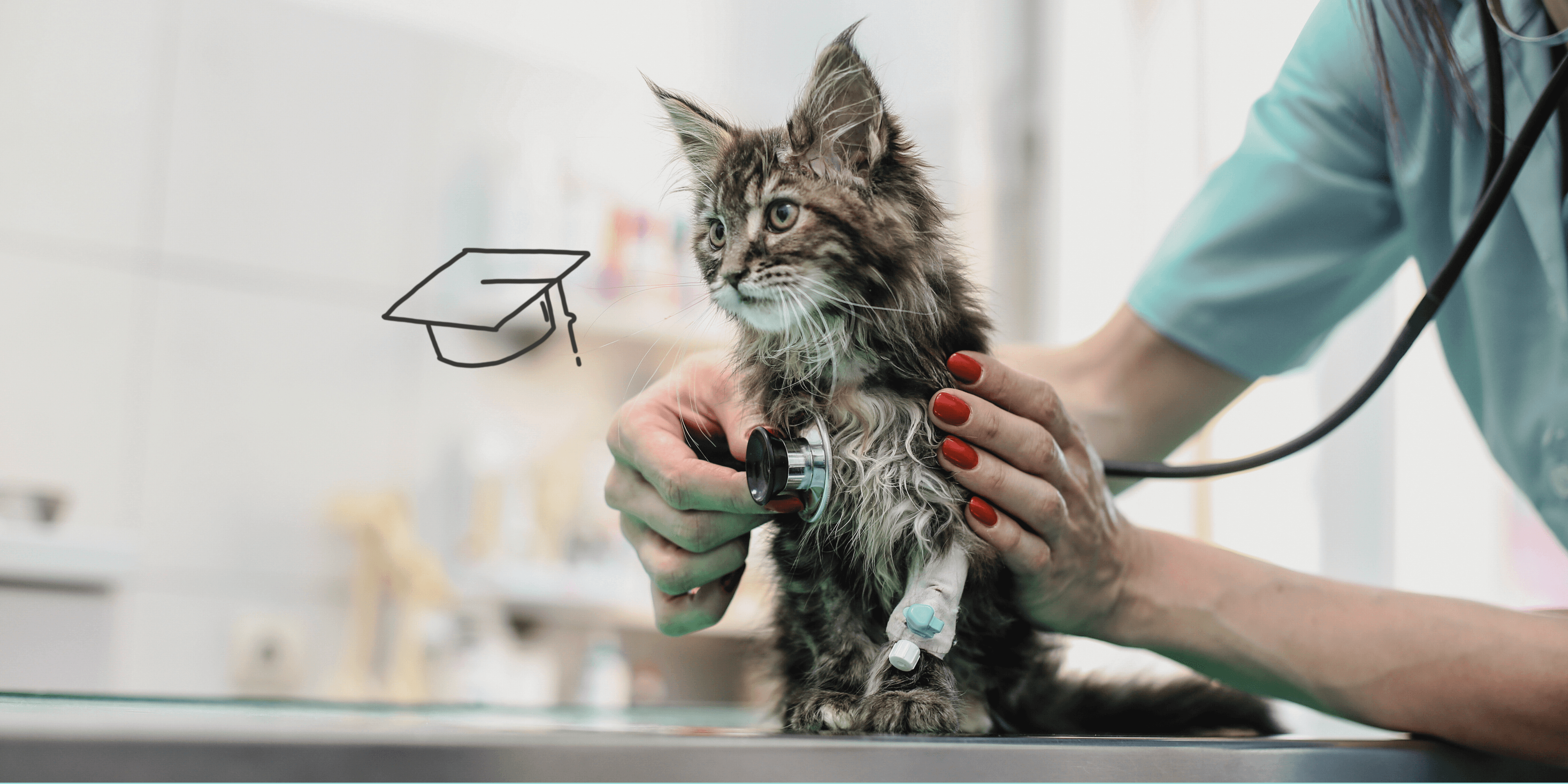Tiermedizin studieren