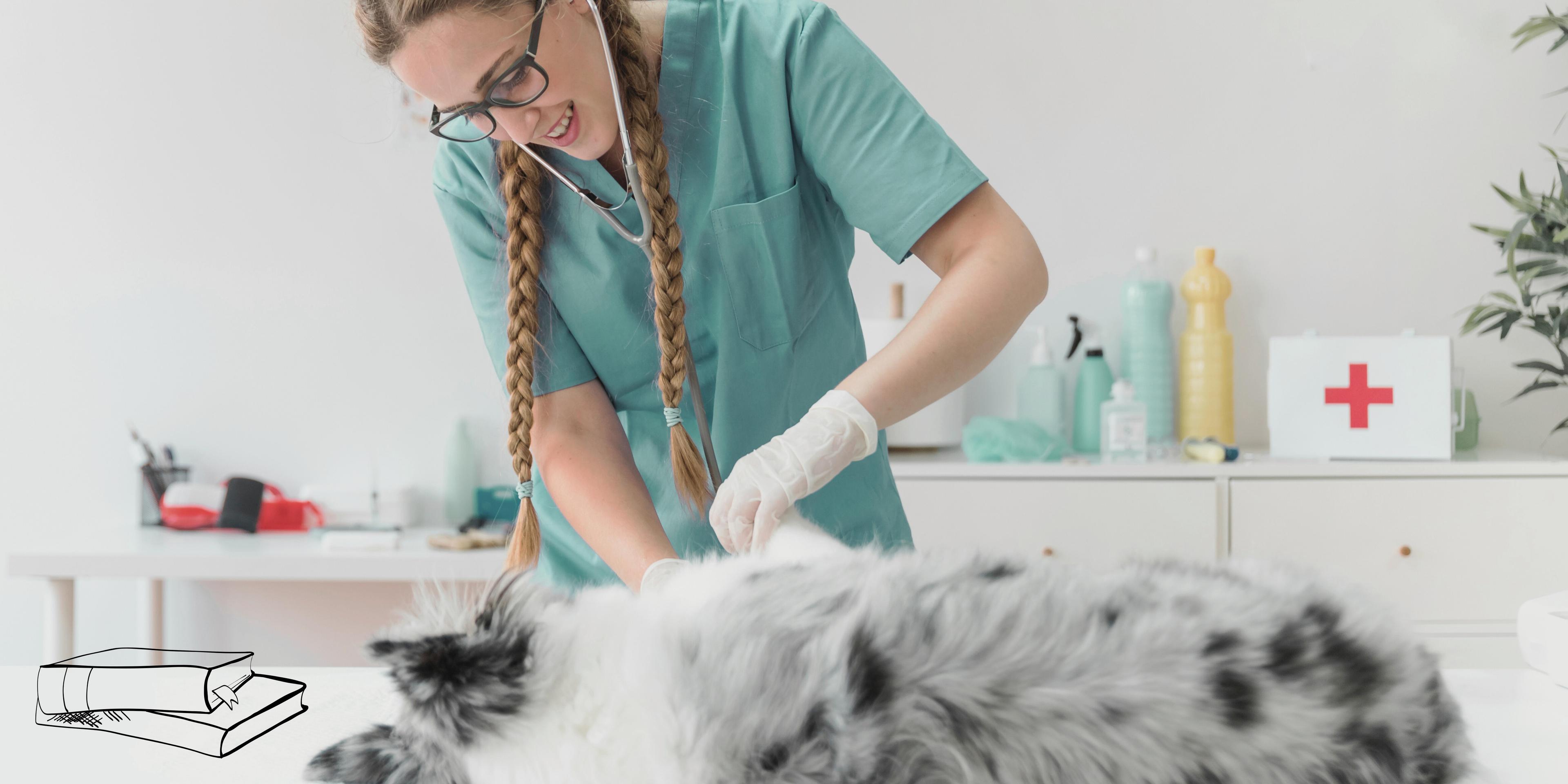 Tiermedizin Studieren