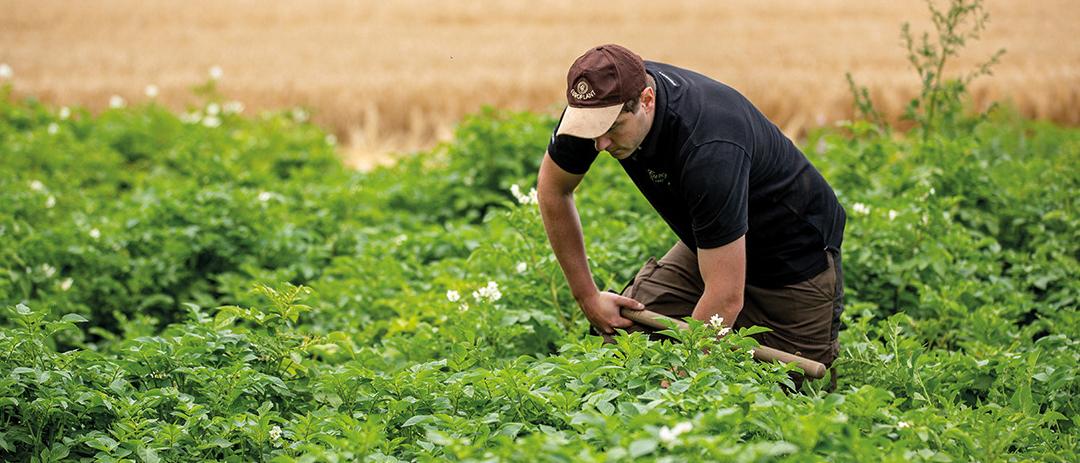 EUROPLANT Pflanzenzucht GmbH